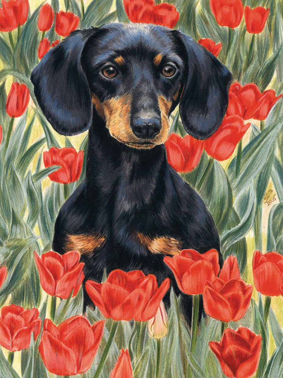 Dachsund In Tulips