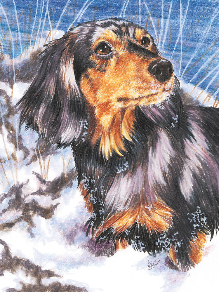 Dachsund In Snow
