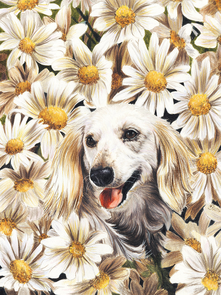 Dachsund In Daisies