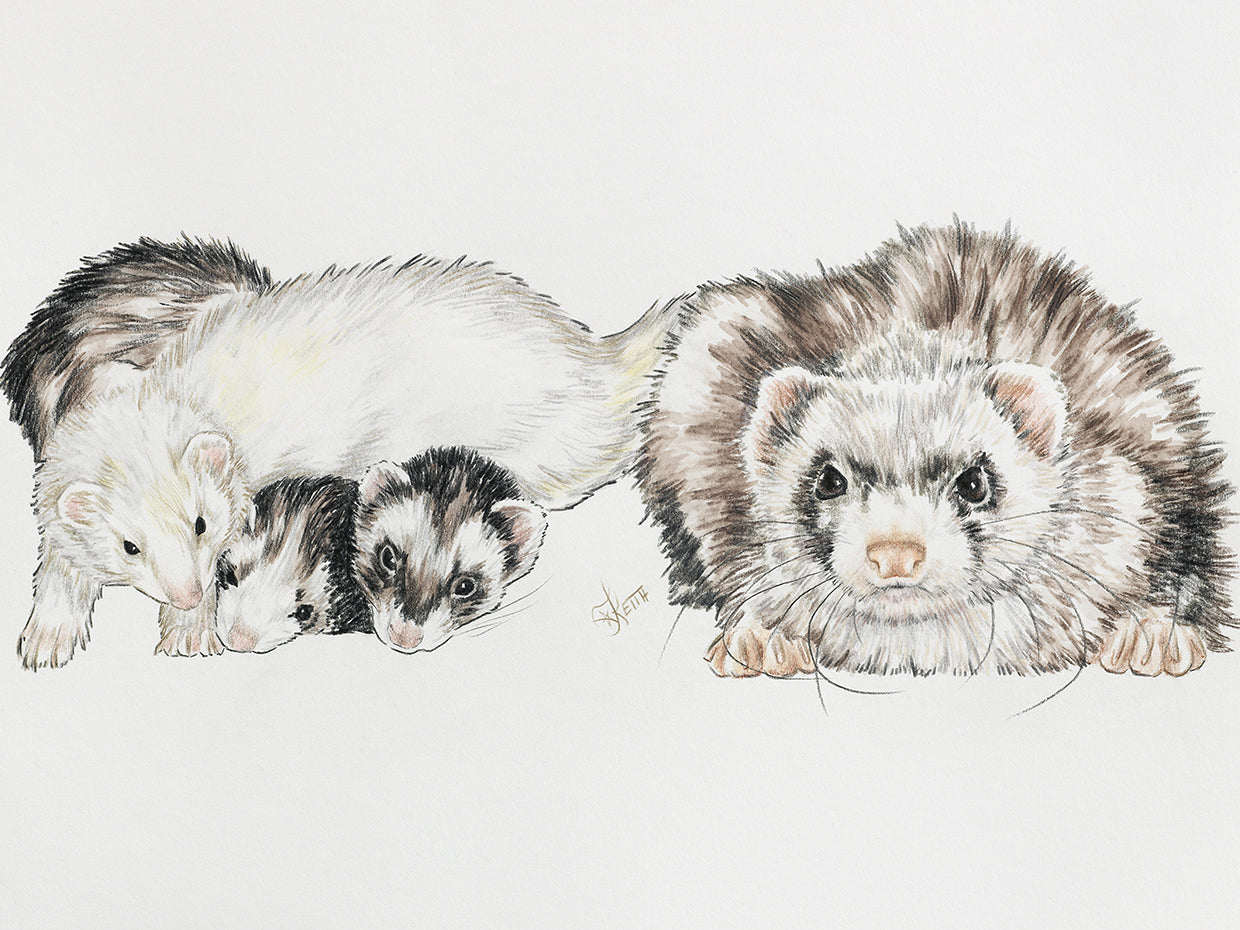 Family Of Ferrets
