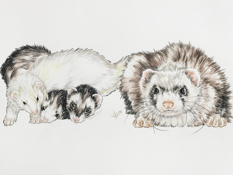 Family Of Ferrets