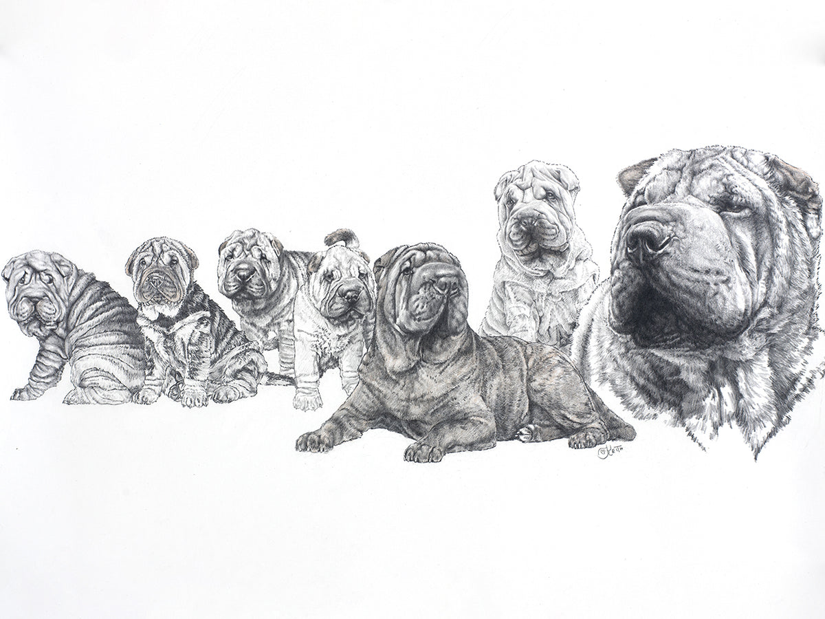 Growing Up Shar Pei