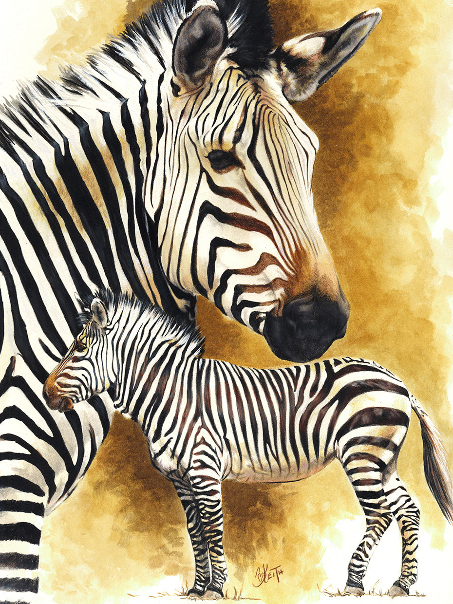 Mountain Zebra