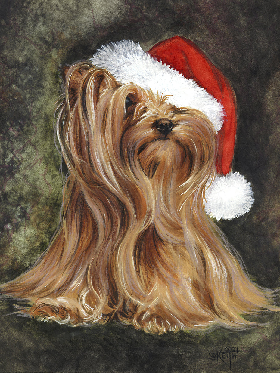 Noel - Yorkshire Terrier