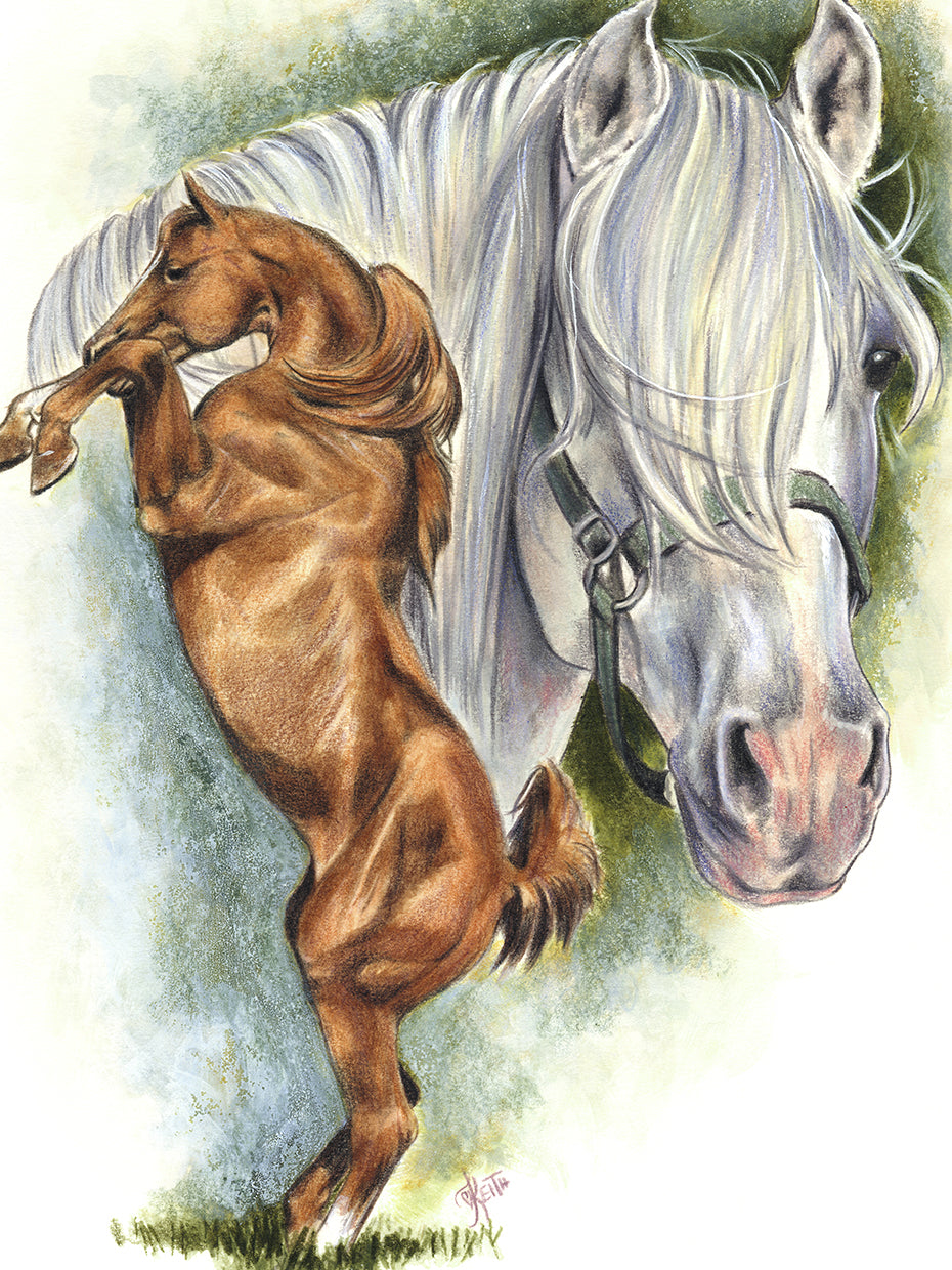 Andalusian - Spanish Mustang