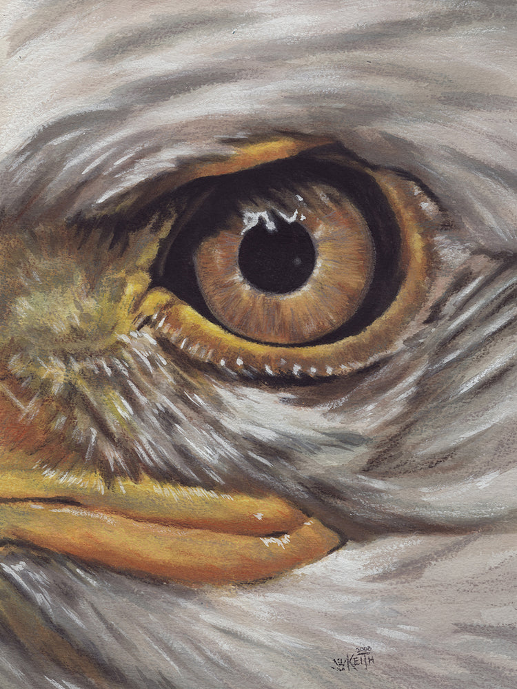 Eye-Catching Bald Eagle