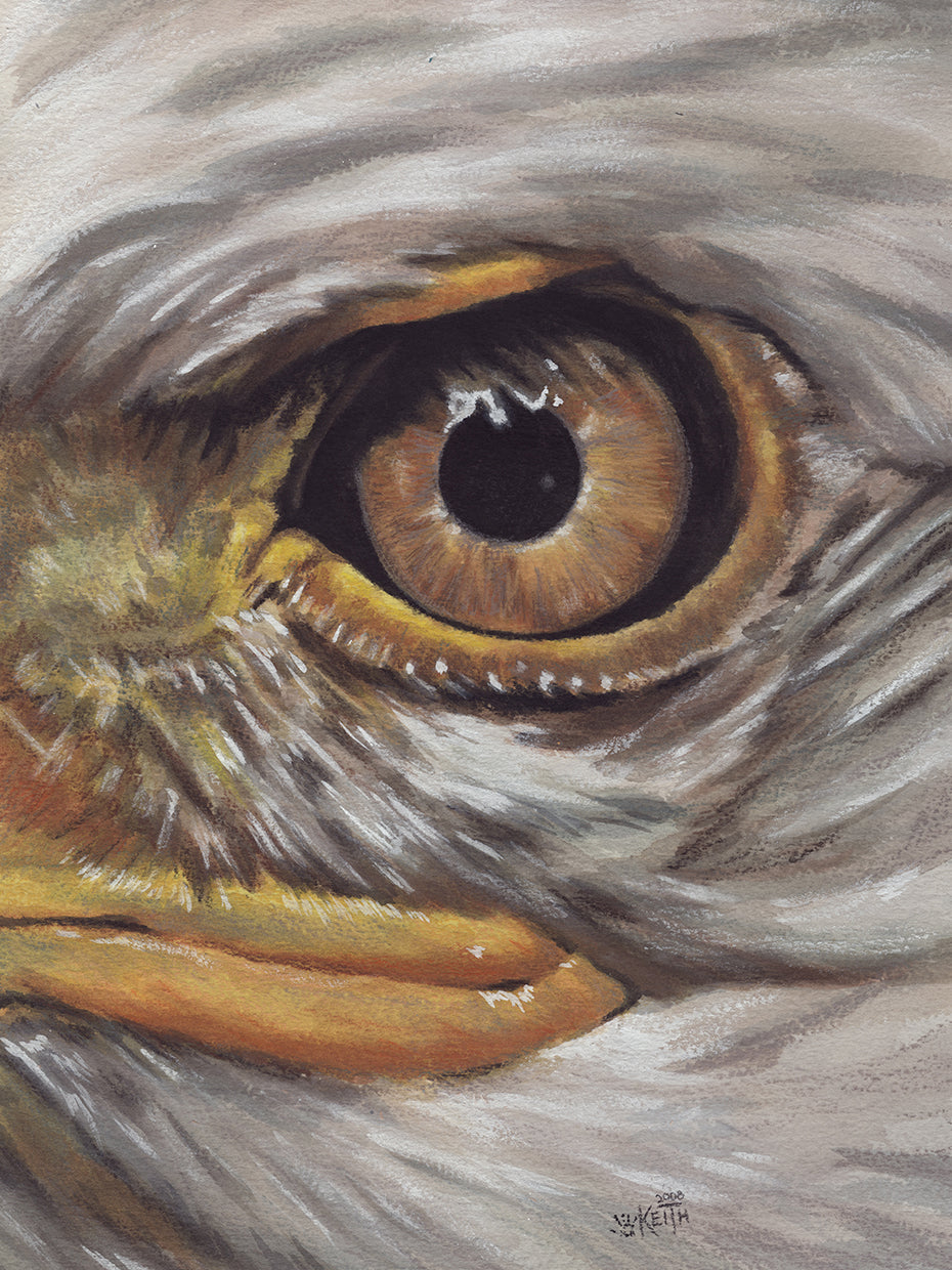 Eye-Catching Bald Eagle