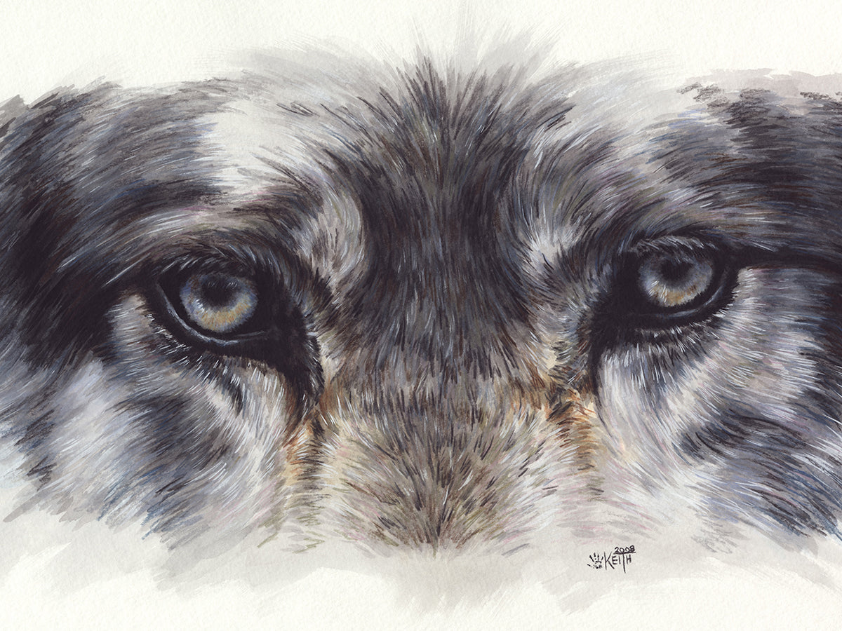 Eye-Catching Wolf