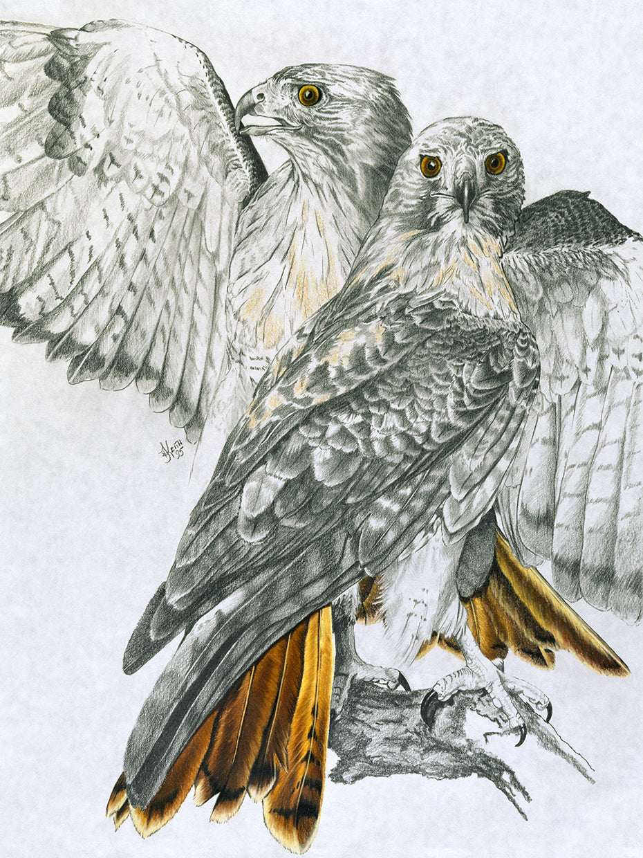 Redtailed Hawk