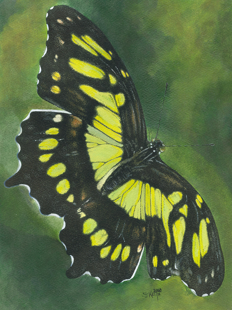 Malachite Butterfly