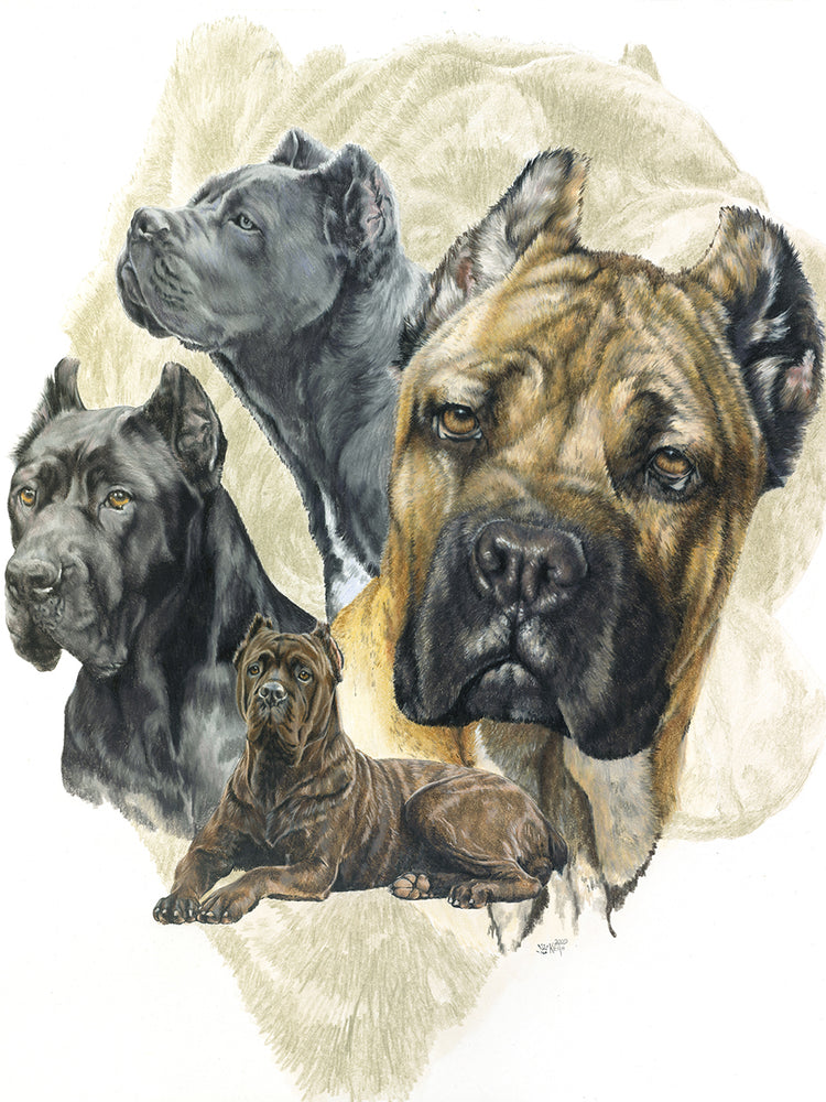 Cane Corso