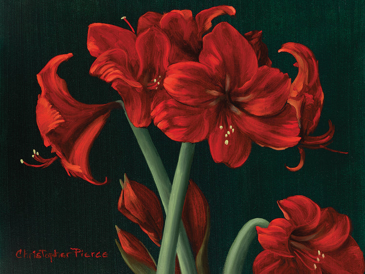 Crimson Beauties