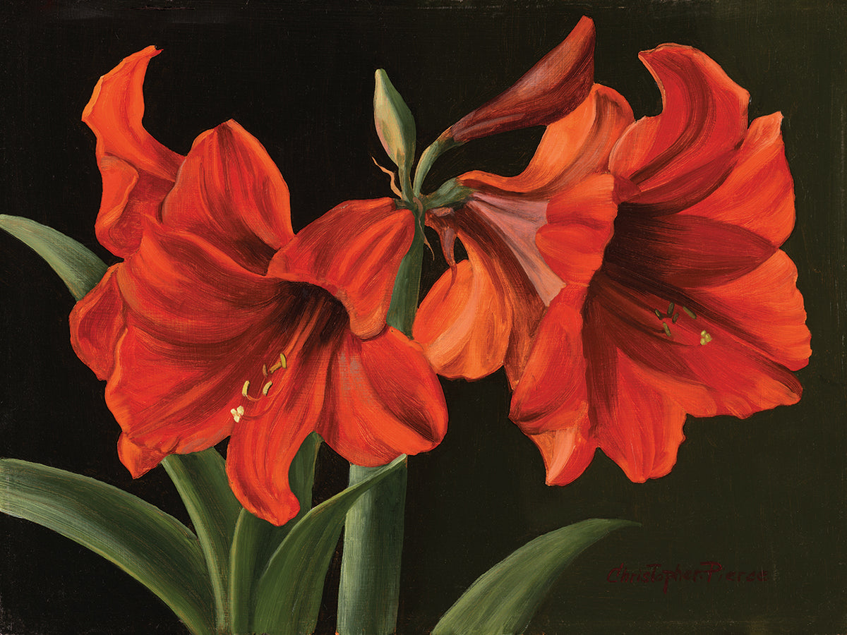 Amaryllis