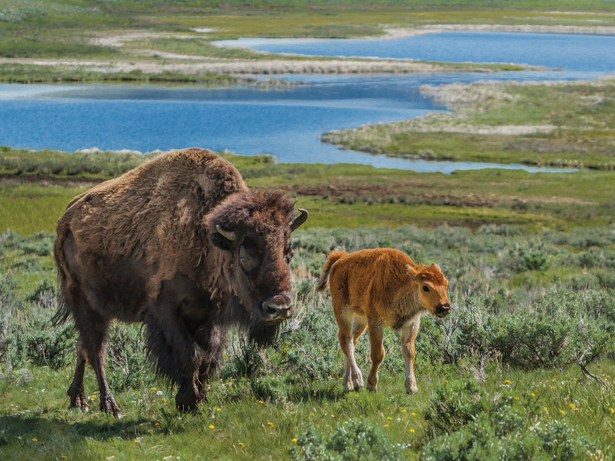 Bison Cow and Calf YNP