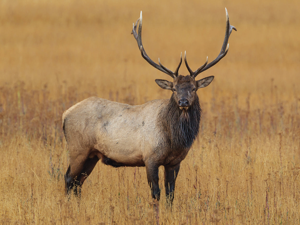 Bull Elk YNP