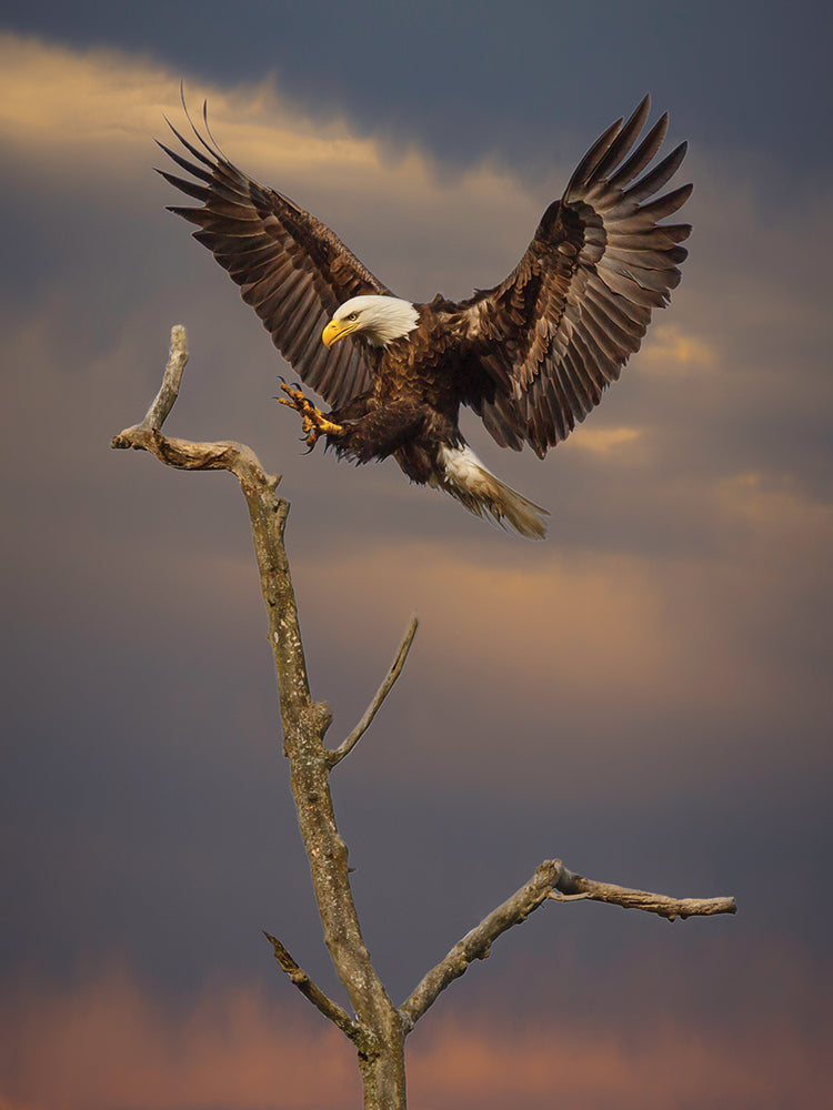 Eagle Landing on Branch