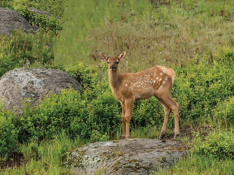 Elk Calf YNP