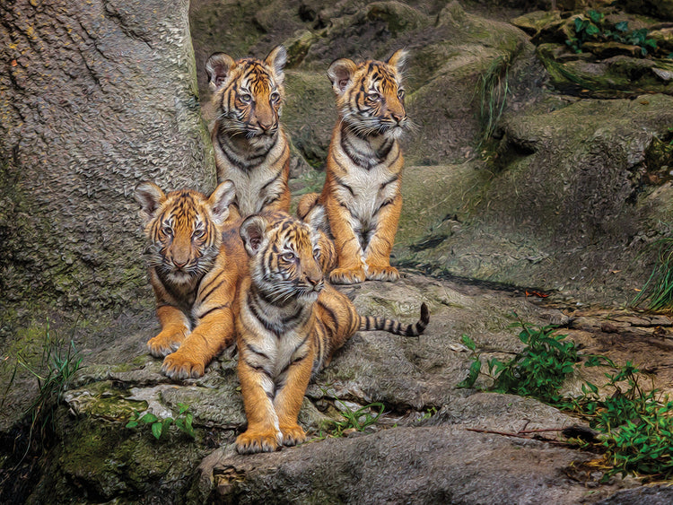 Malayan Tiger Cubs Oil Paint