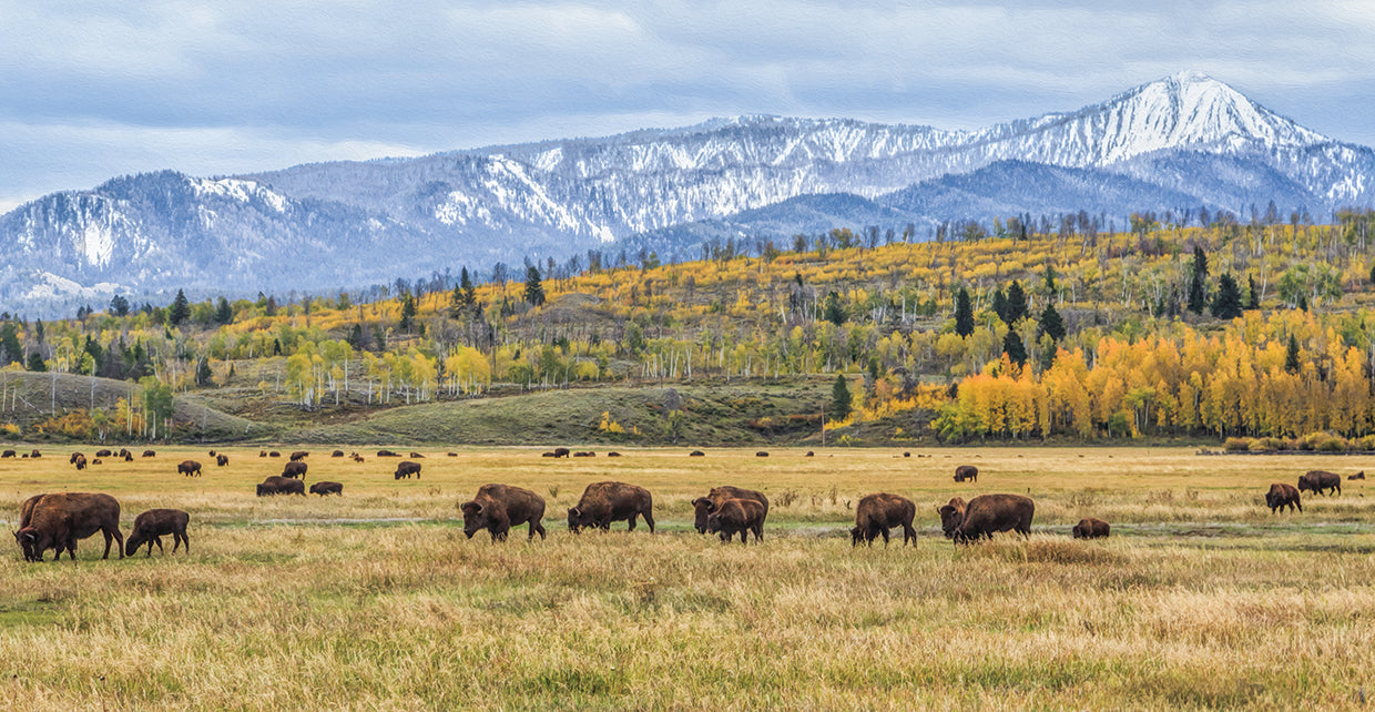 Grand Teton Bison Grazing