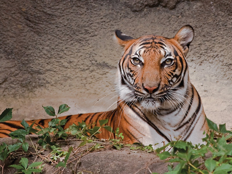 Malayan Tigress