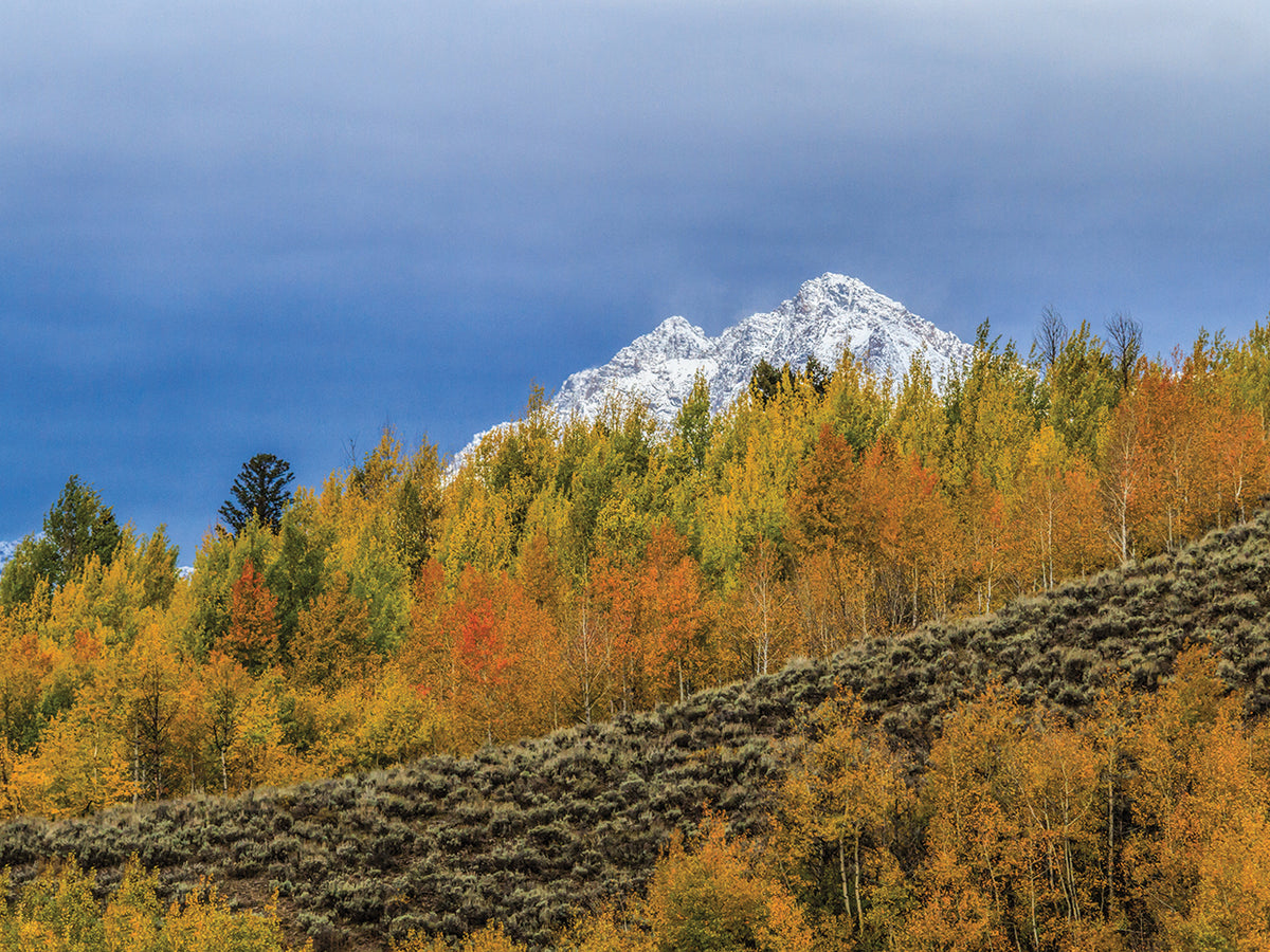 Mountain Fall Color