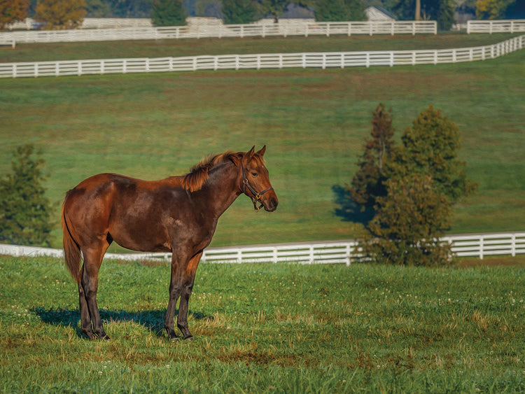 Out Standing In His Field Oil Paint