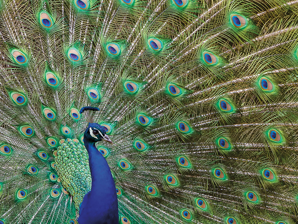 Peacock Proud