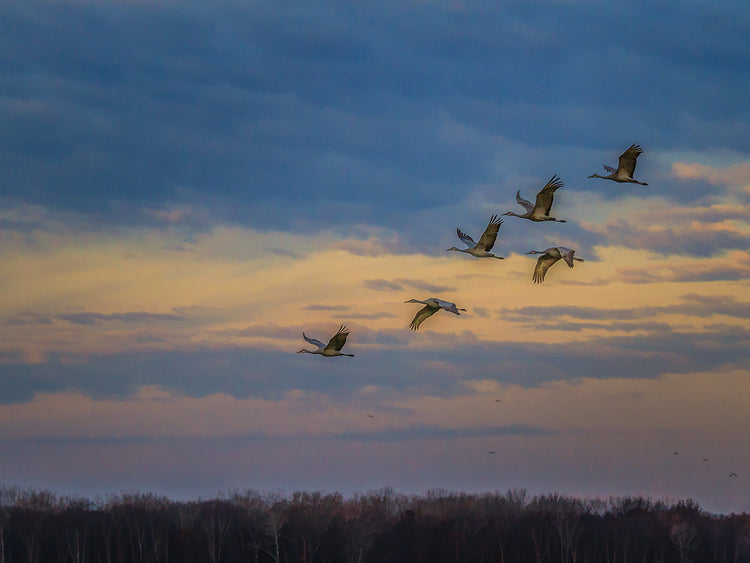 Sandhill Cranes At Sunrise