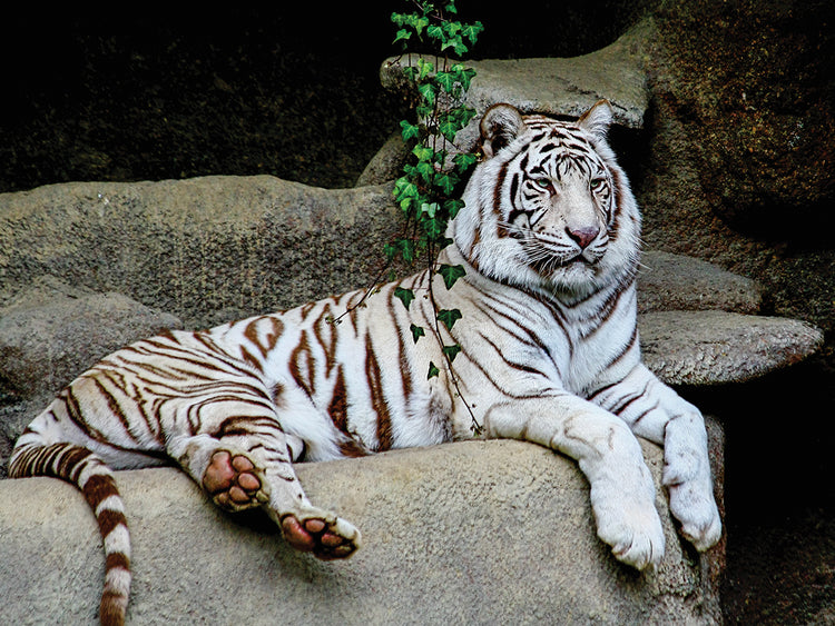White Tiger