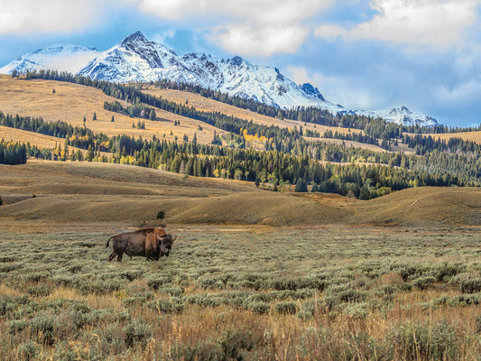 Bison By Electric Peak Canvas Art