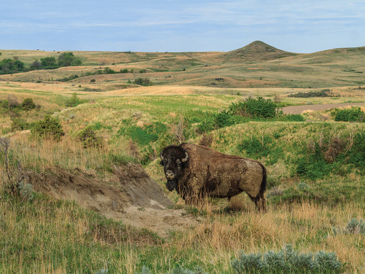 Bison In North Dakota Landscape Canvas Art