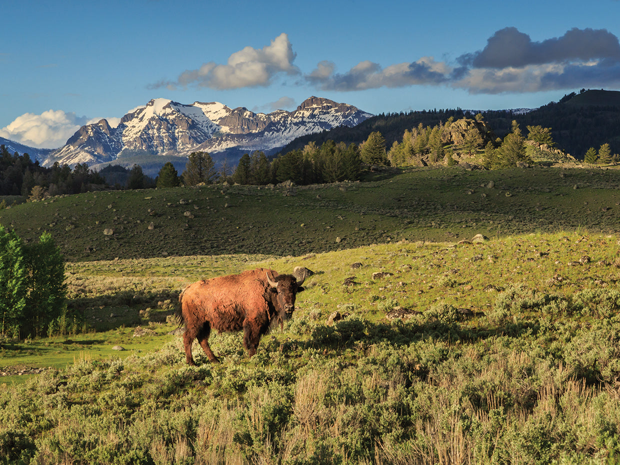 Bison In Yellowstone