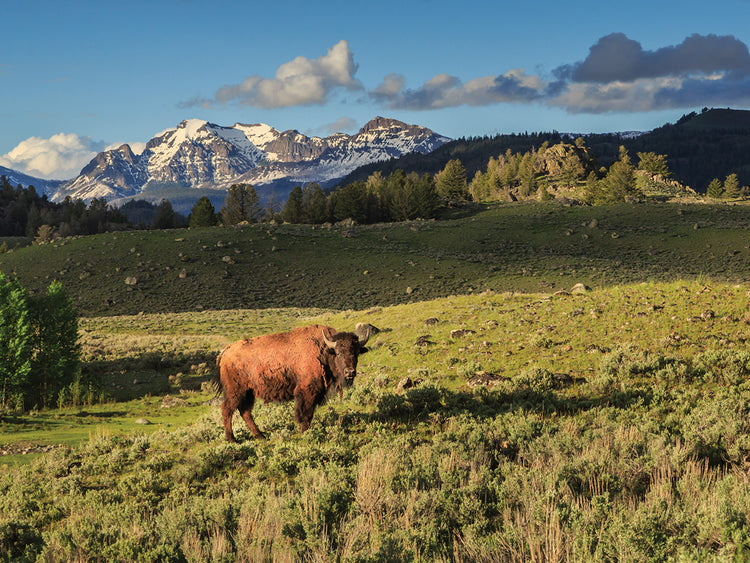 Bison In Yellowstone