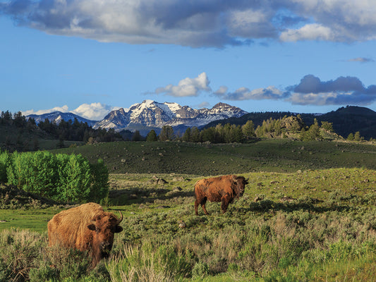 Bison With Mountains Canvas Art