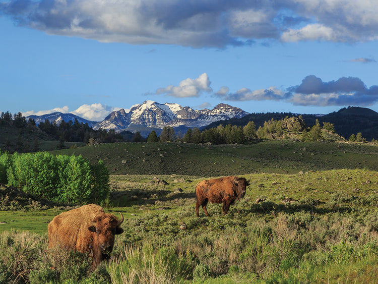Bison With Mountains