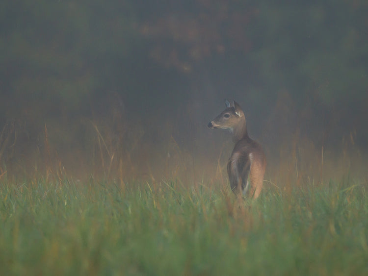 Cades Cove Doe