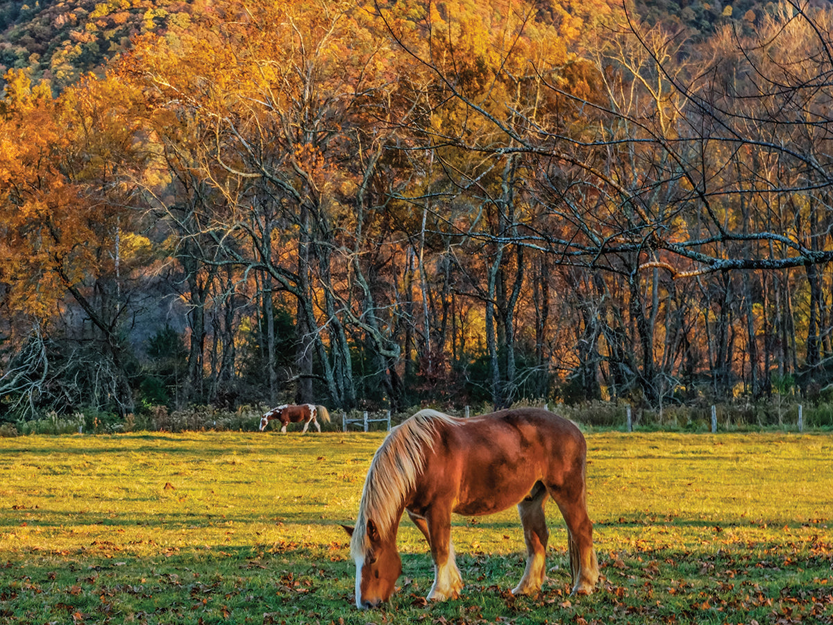 Cades Cove Horses At Sunset