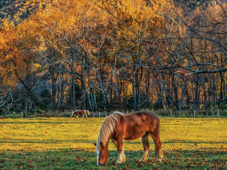 Cades Cove Horses At Sunset