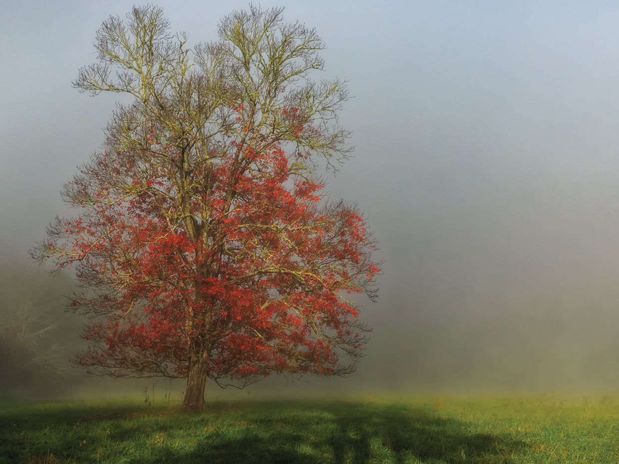 Cades Cove Tree