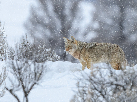 Coyote In Snow Canvas Art