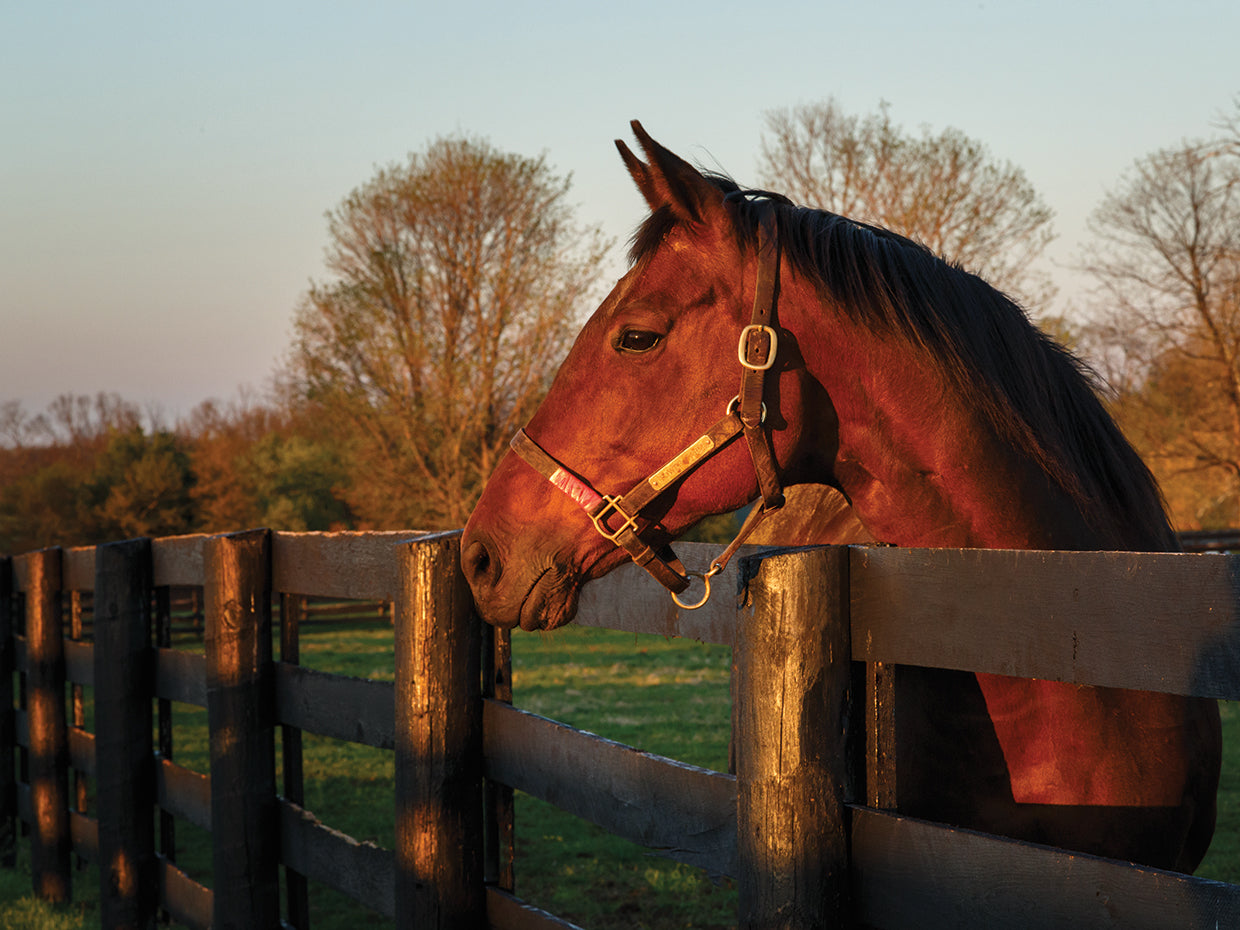 Horse At Sunset