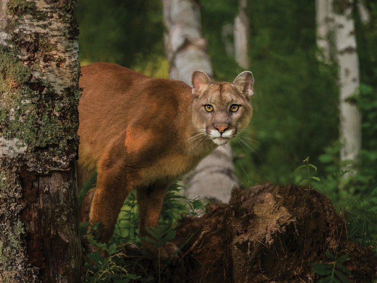 Inquistive Mountain Lion