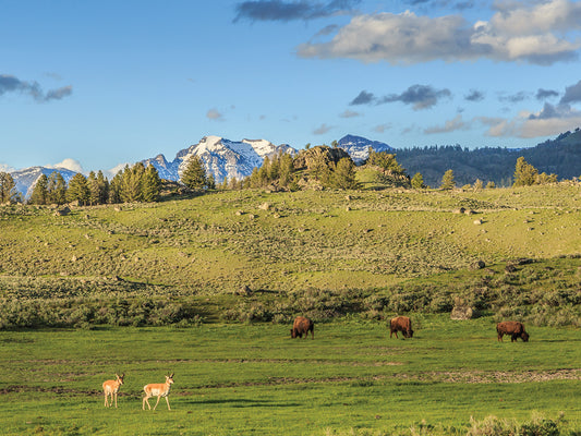 Lamar Valley - Pronghorn And Bison Canvas Art