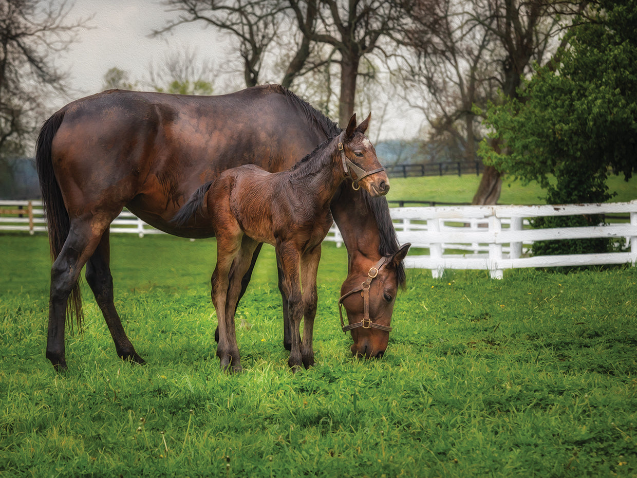 Mare And Foal Together