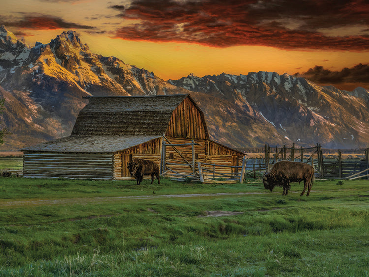 Moulton Barn At Sunrise With Bison