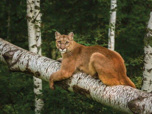 Mountain Lion On Forest Log Canvas Art