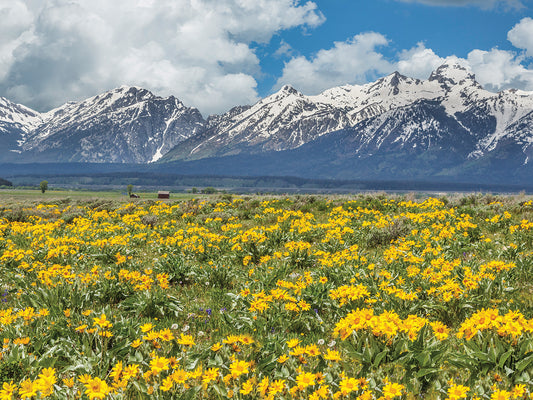 Wild Flowers With Mountains Canvas Art