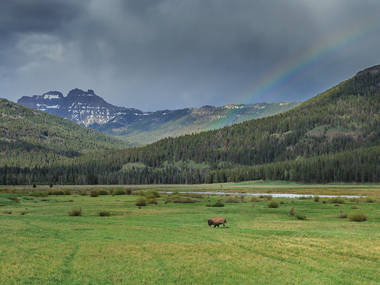 Yellowstone Bison With Rainbow