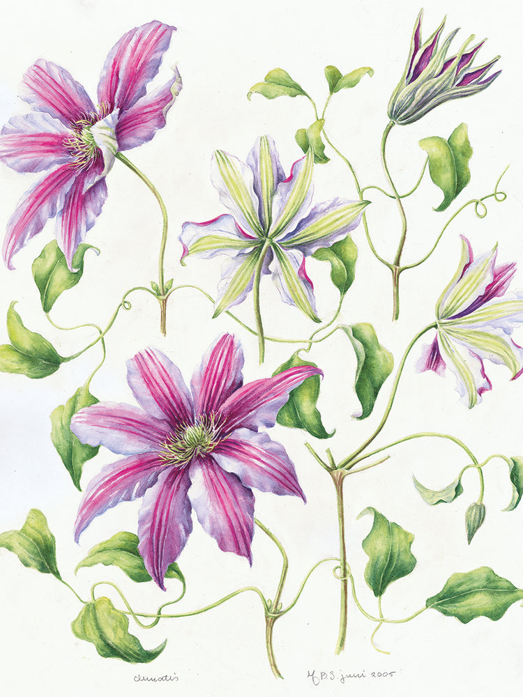 Clematis