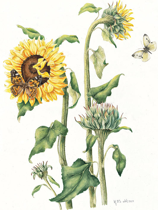 October Sunflower Canvas Art
